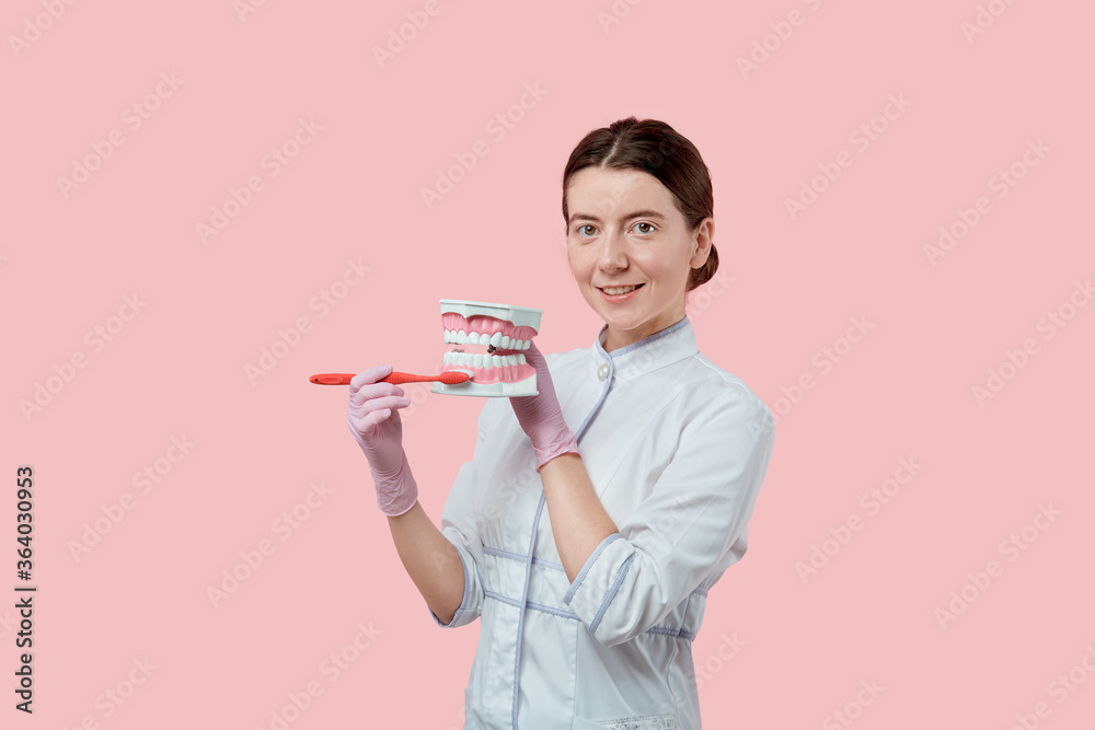 The dentist brushes an artificial jaw with a toothbrush and looks into camera. The dentist brushes an artificial jaw with a toothbrush and looks into camera.