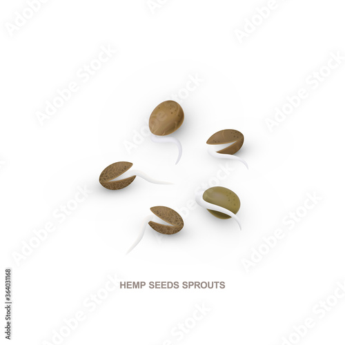 Realistic hemp seeds sprouts for healthy eating. Vector illustration isolated on white background.