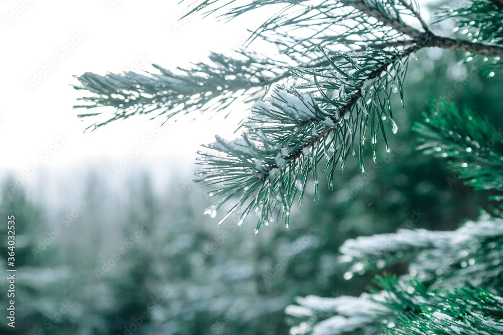 Fotografie Transparent ice and snow glisten on the branches of a pine tree in winter in the bright sun
