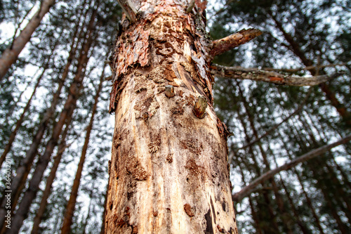 The pine tree is gnawed by a bark beetle. A sick forest, a tree without bark. Dangerous pests of the forest, Park.
