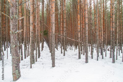 Clear the track for skiing in the forest on skis from fallen trees. Winter, snow, sawn pine tree.