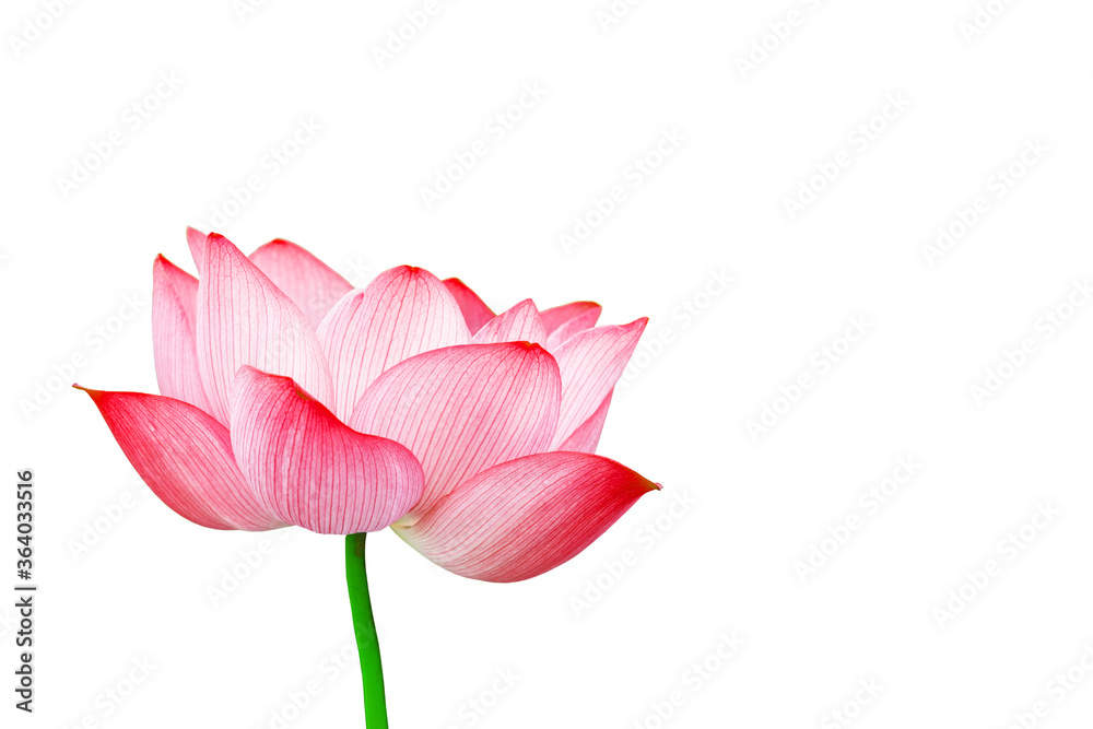 Minimalist solid color summer lotus poster background