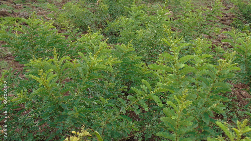 Obraz premium green moss on the ground