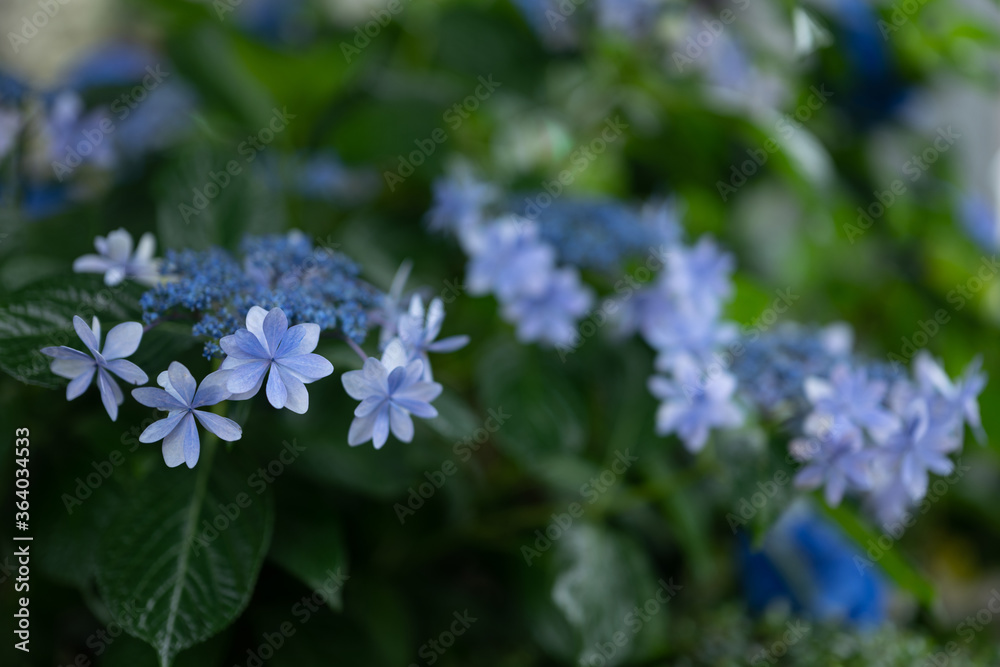 Hortensie Hortensie