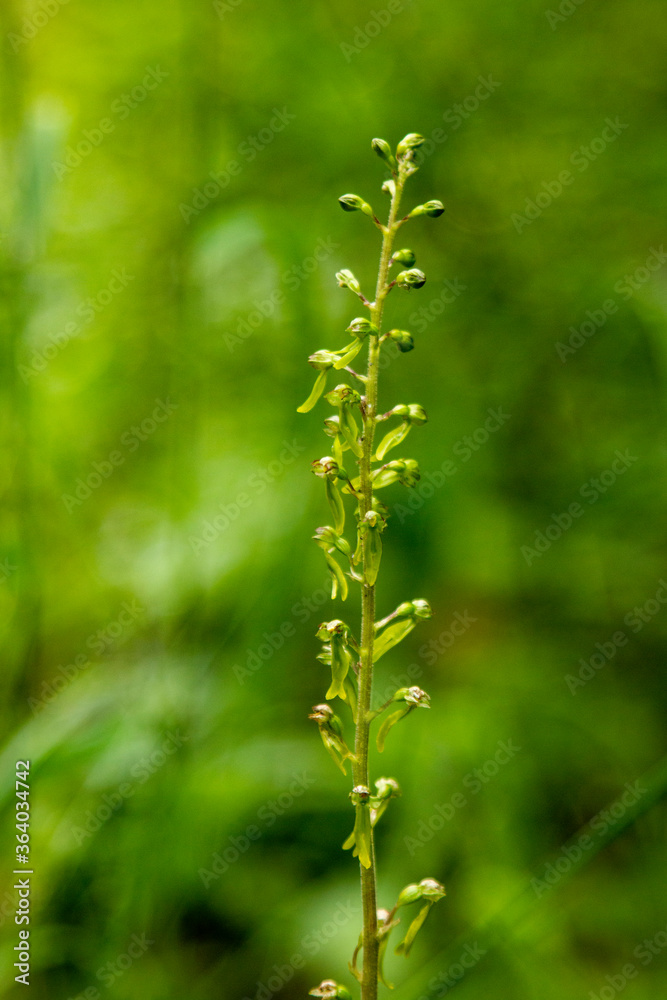 Common Twayblade (Listera ovata) in natural habitat