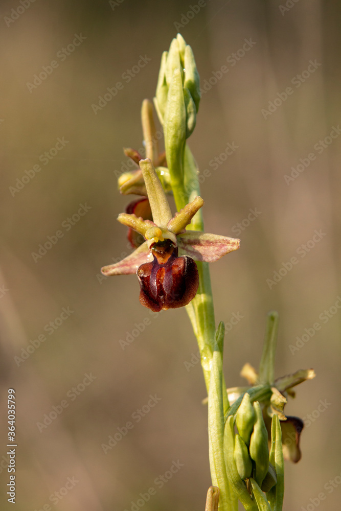 Eastern Spider Orchid (Ophrys mammosa) in natural habitat Eastern Spider Orchid (Ophrys mammosa) in natural habitat