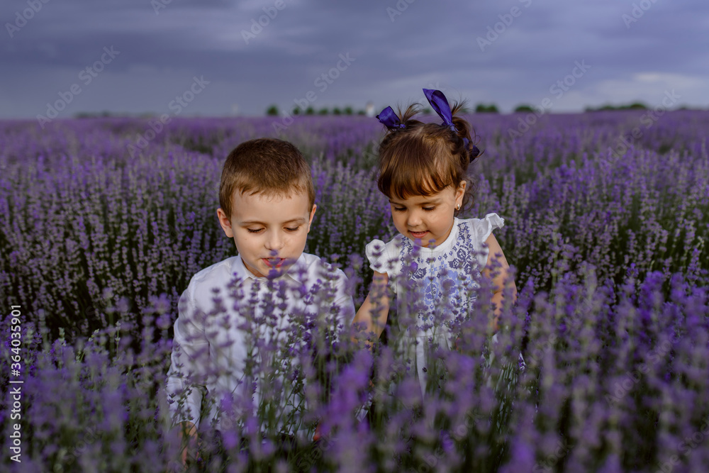 Brother and sister are playing in the middle of the lavender field Brother and sister are playing in the middle of the lavender field
