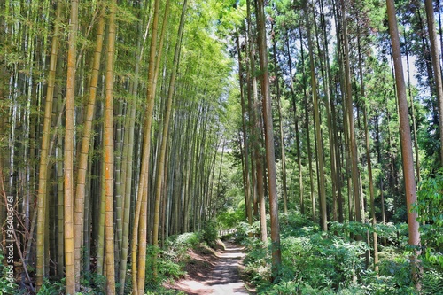 bamboo forest in thailand