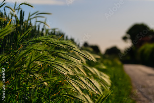 Feldweg mit Wiese und Sonne