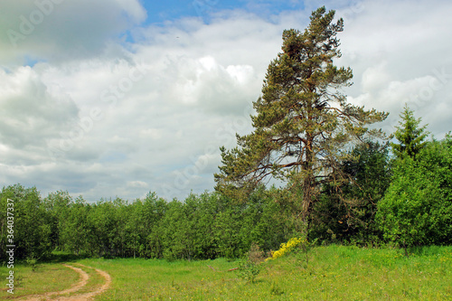 Countryside landscape with trees and clouds