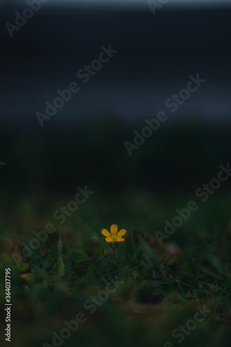 Fototapeta Naklejka Na Ścianę i Meble -  Autmn Budding Flower in Grass