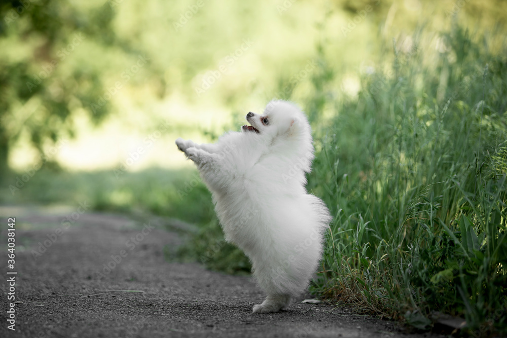 Beautiful puppy of breed Spitz runs on the green grass. Beautiful puppy of breed Spitz runs on the green grass.