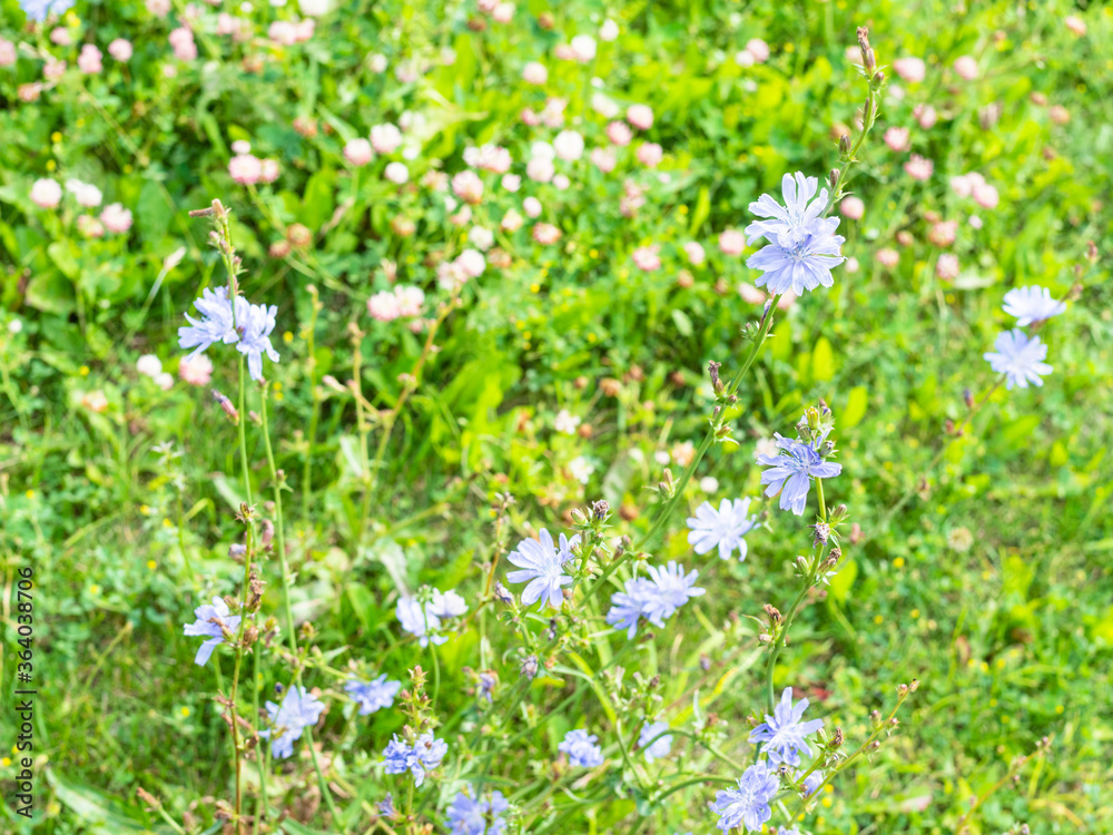 flowering chicory plant and blurred clover meadow on sunny summer day (focus on upper flower on foreground)