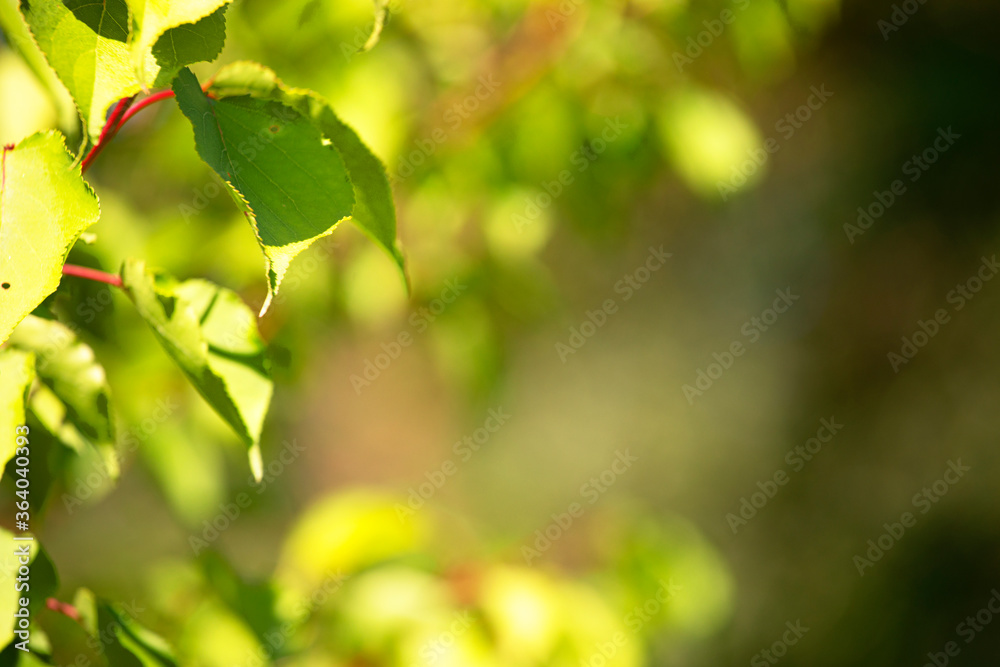 Natural blurred summer background with poplar leaves horizontal format. Use as a screensaver in your gadget design.