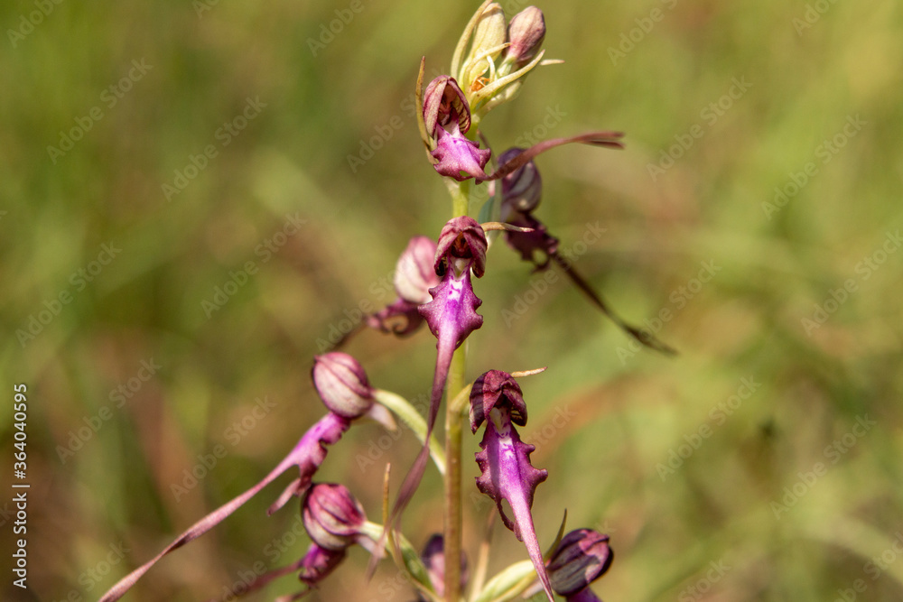 Lizard Orchid (Himantoglossum jankae) in natural habitat