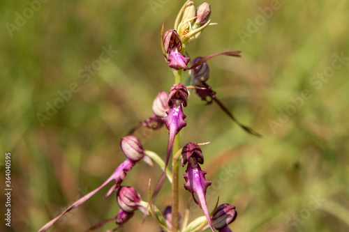 Lizard Orchid (Himantoglossum jankae) in natural habitat © georgigerdzhikov