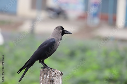 A house crow , bird