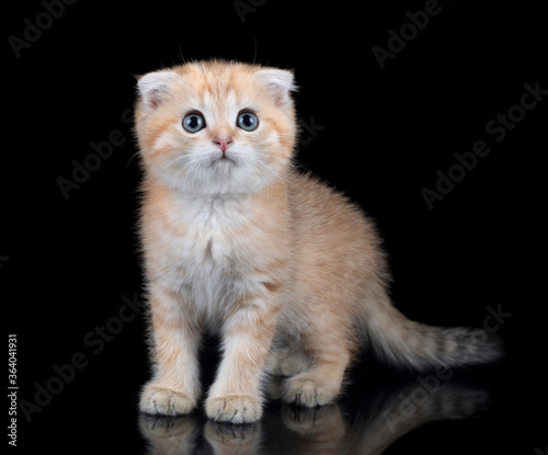 Cute red scottish kitten on a black background