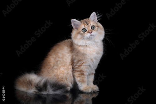 Cute red scottish kitten on a black background