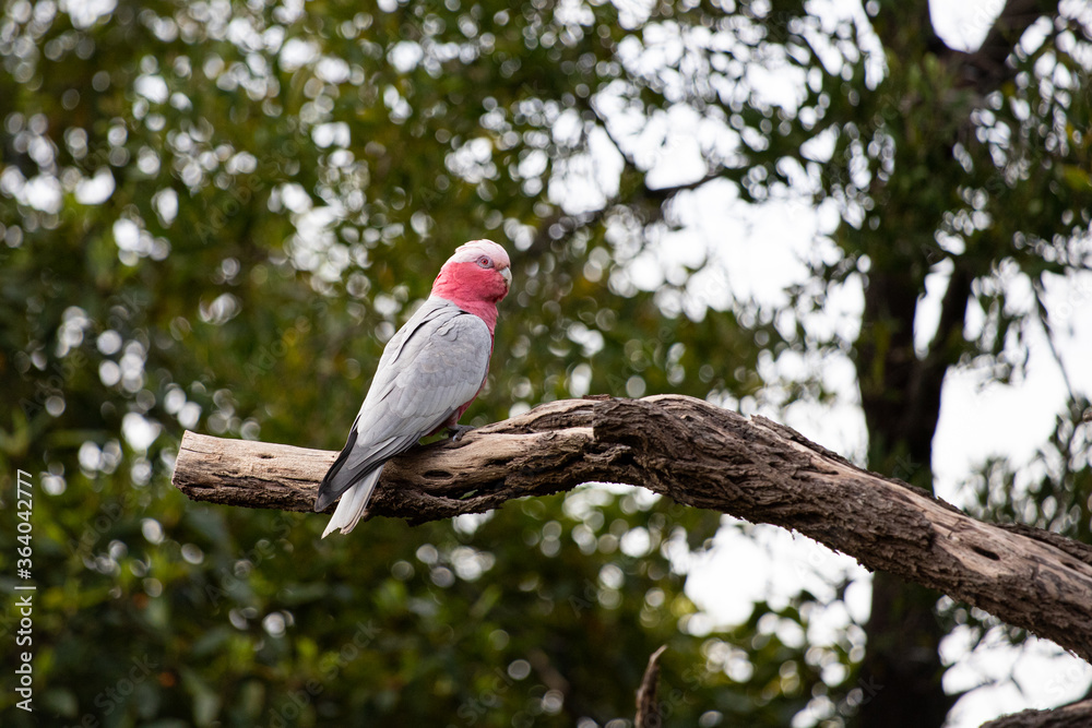 Galah or Rose Breasted Cockatoo Galah or Rose Breasted Cockatoo