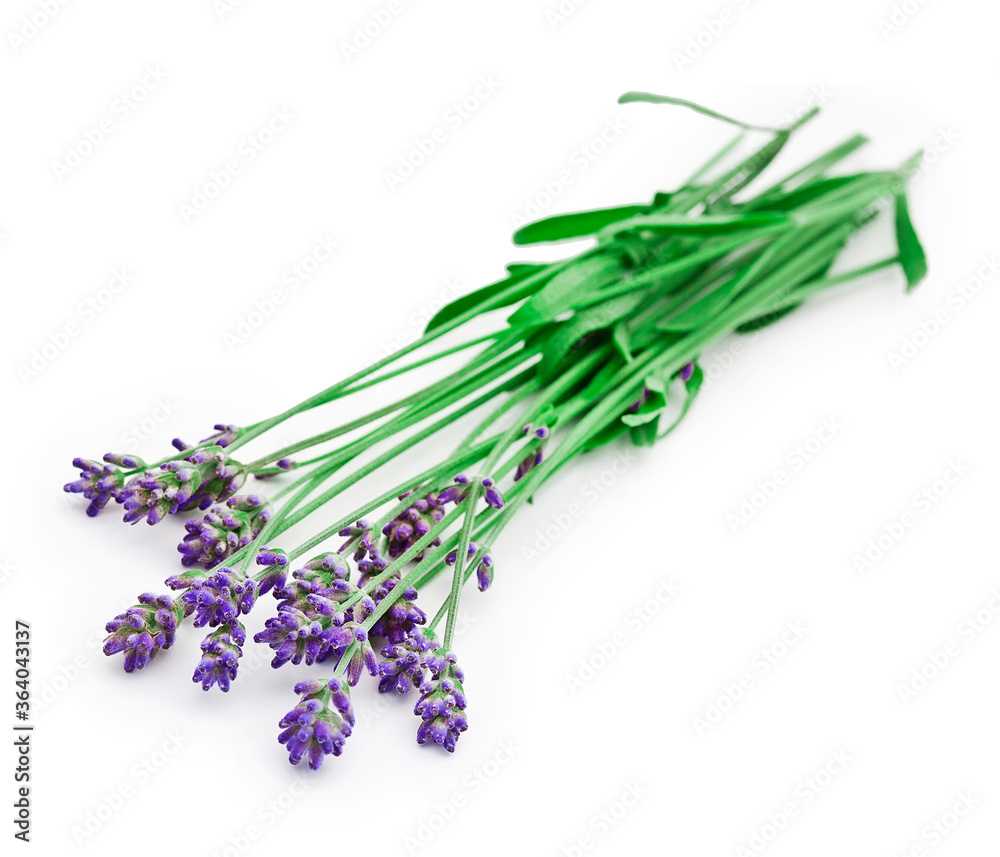 Naklejka premium Bouquet of lavender flowers isolated on a white background.