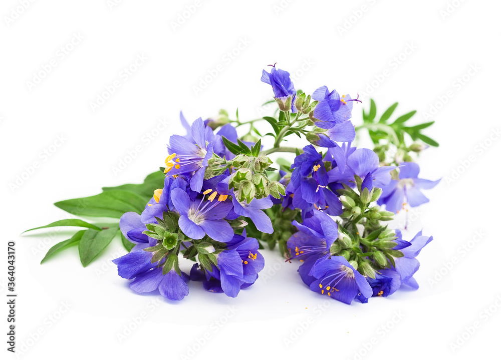 Jacob's Ladder or Greek valerian (Polemonium caeruleum) flower isolated on a white background. Jacob's Ladder or Greek valerian (Polemonium caeruleum) flower isolated on a white background.