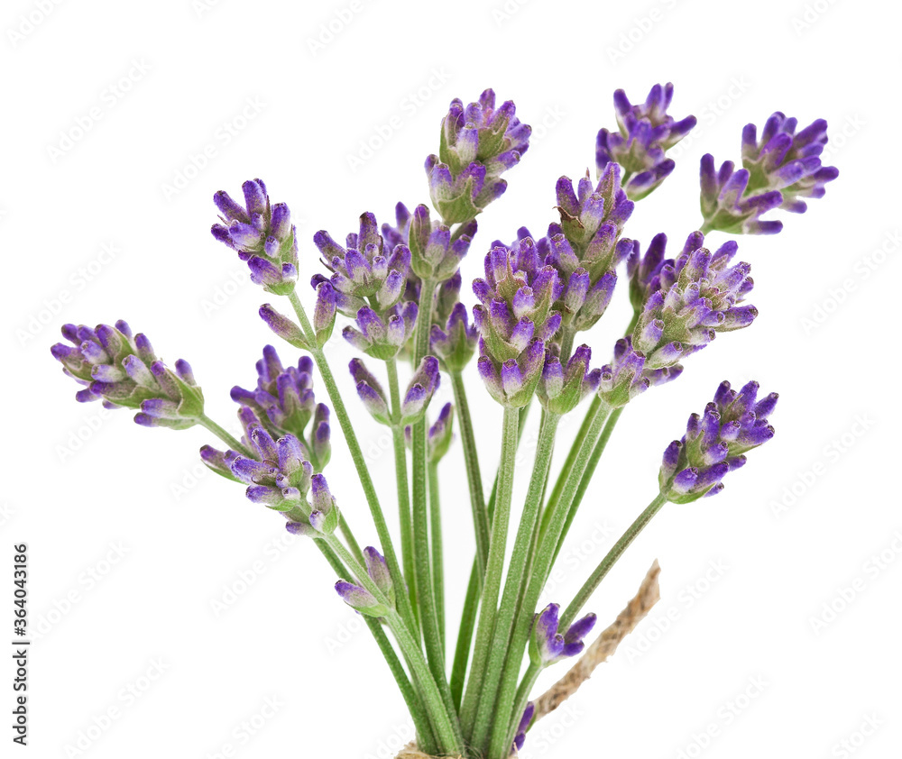 Bouquet of lavender flowers isolated on a white background. Bouquet of lavender flowers isolated on a white background.