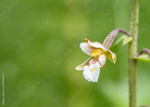 Marsh Helleborine (Epipactis palustris) in natural habitat photo