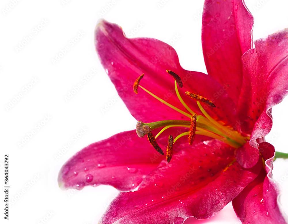 Pink lily flower isolated on a white background.