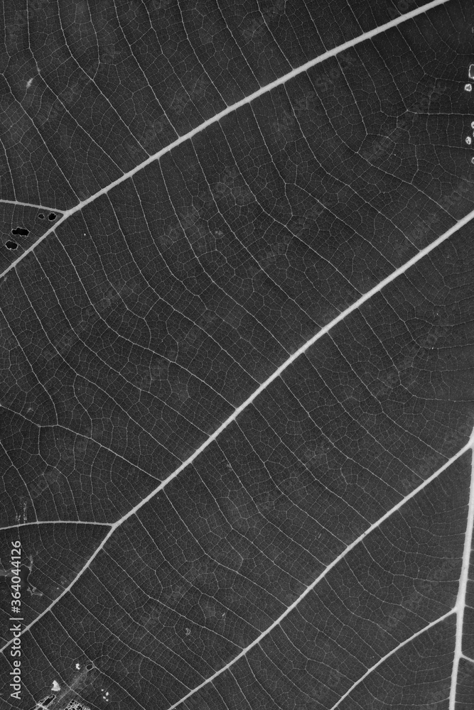 Obraz premium Close Up Of Green Leaf Texture