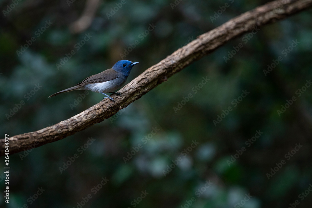 Black - naped Monarch Black - naped Monarch