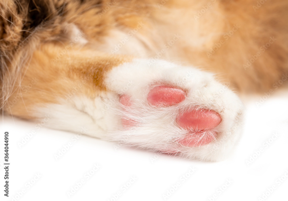 Cat paw close up.  Hind leg of white orange long hair cat. Focus on pink shock absorbed paw pads with soft multicolored blurred cat body. Isolated on white.