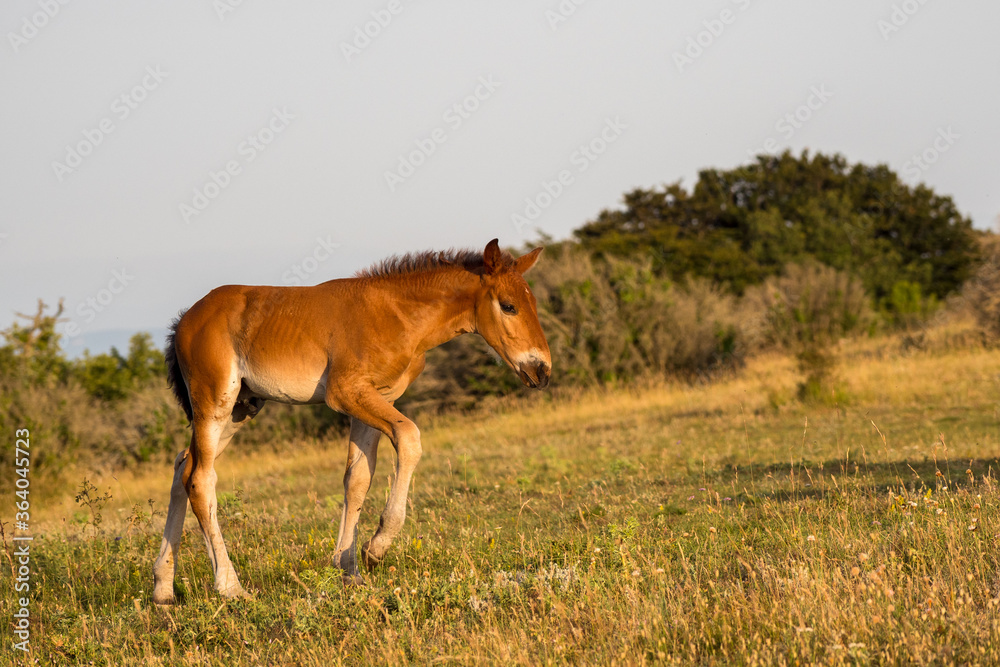beautiful attitude of a foal at liberty in the mountains of the Drôme, France beautiful attitude of a foal at liberty in the mountains of the Drôme, France
