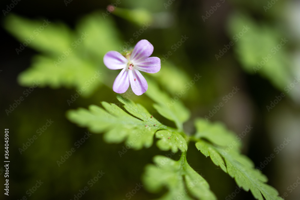 Obraz premium Fiorellino viola