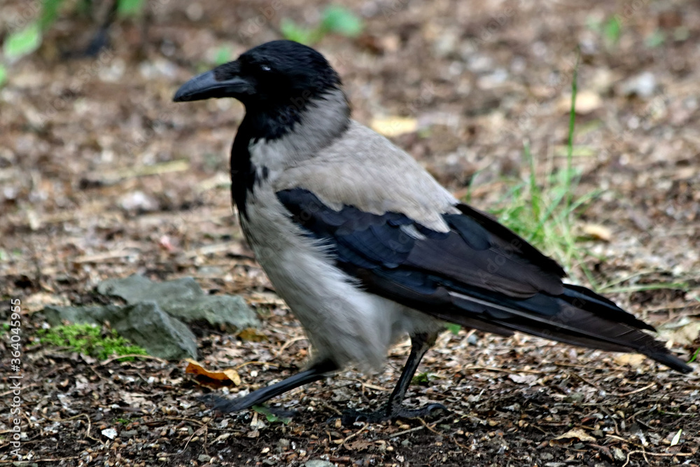 crow on the ground crow on the ground