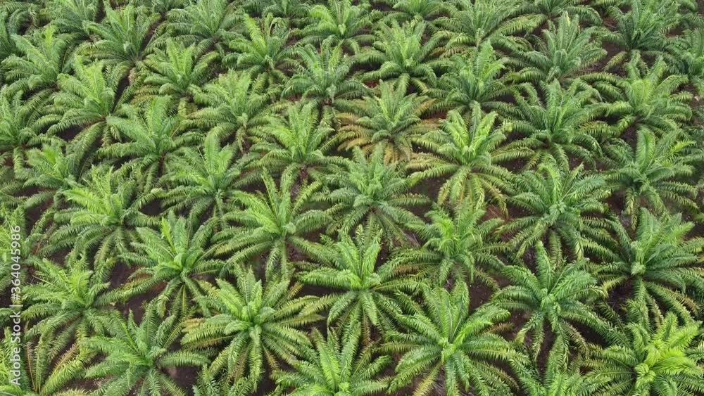 Date palm grown in rows.
Date palm grown in rows.