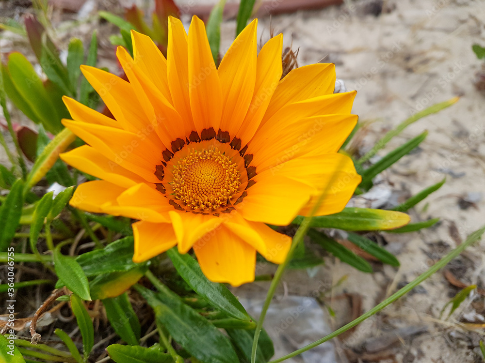 Gazanie en fleur Gazanie en fleur