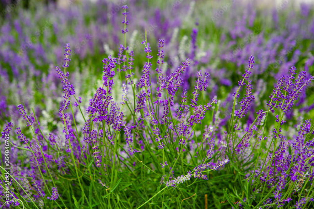 Obraz premium Flowers and branches of lavender close up