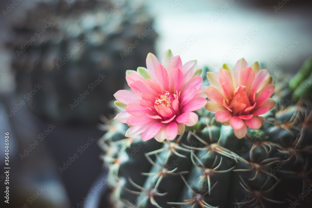 cactus in pot with flower. home plant decoration concept. - obrazy, fototapety, plakaty 