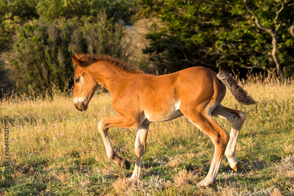 Fototapeta premium beautiful attitude of a foal at liberty in the mountains of the Drôme, France