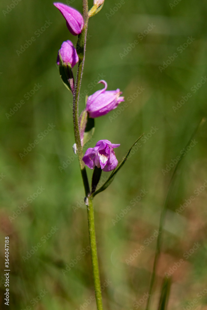 Red Helleborine (Cephalanthera rubra) in natural habitat Red Helleborine (Cephalanthera rubra) in natural habitat