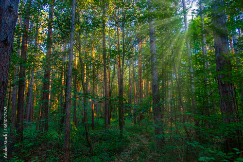 sun rays in green forest