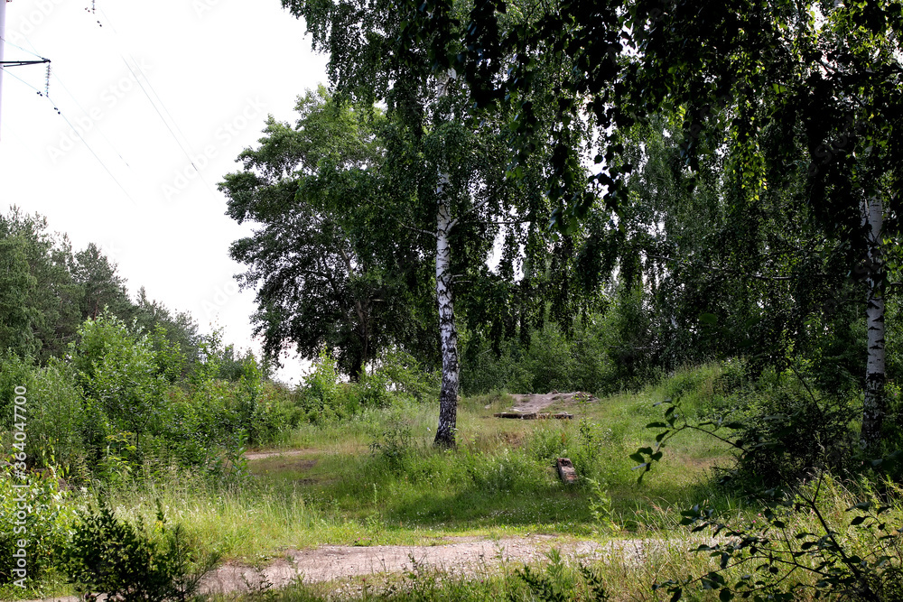 Fototapeta premium trees in the forest
