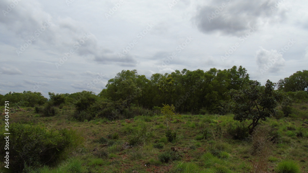 clouds in the forest