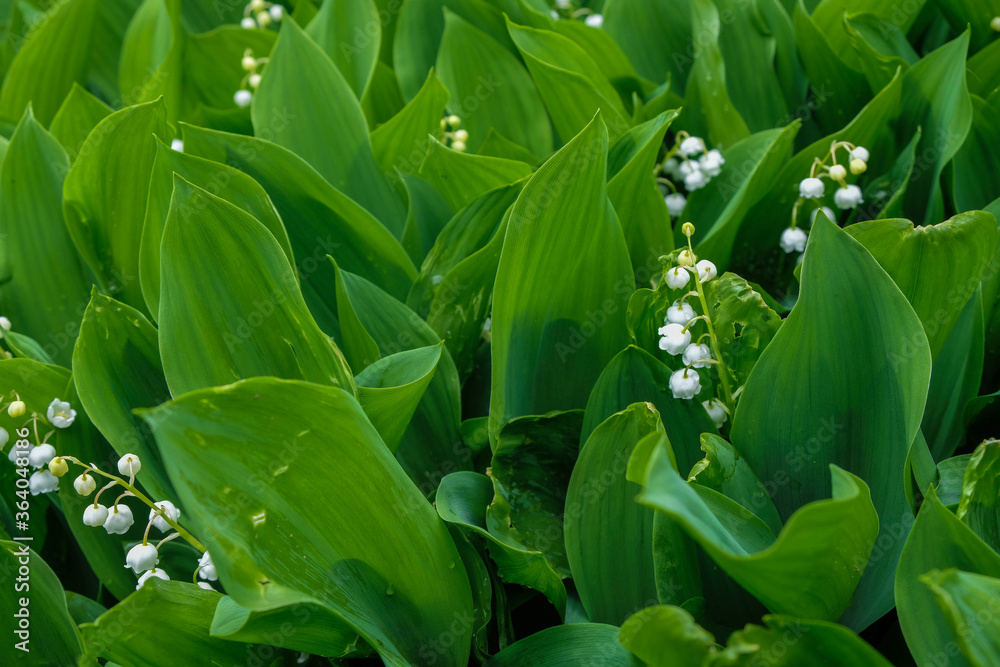Lily of the valley bushes with white bells in the Ukrainian garden after the rain. Landscape design concept. Lily of the valley bushes with white bells in the Ukrainian garden after the rain. Landscape design concept.