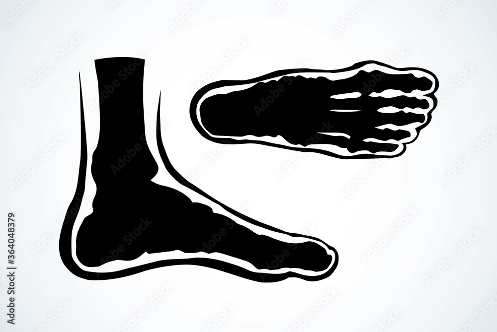 Bones of the foot. Vector drawing Bones of the foot. Vector drawing
