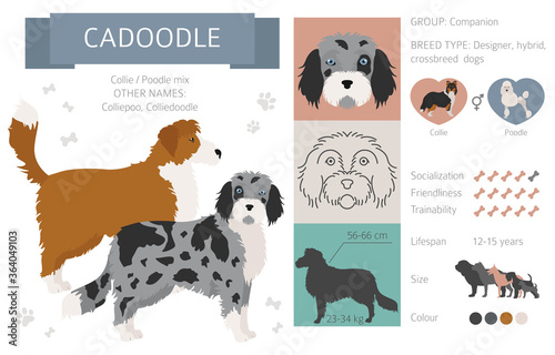 Designer dogs, crossbreed, hybrid mix pooches collection isolated on white. Cadoodle flat style clipart infographic