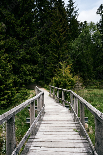 Fototapeta Naklejka Na Ścianę i Meble -  Brücke über See in den Wald hinein
