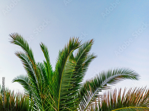  Palm leaves on the evening sky background. Tropical palm leaves against the sky with clouds. The concept of summer relaxation and tranquility