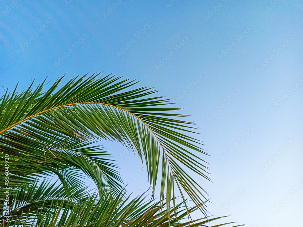 Beautiful leaf of a tropical palm tree. Date palm leaf on a background of blue sky. Concept of summer, vacation, relax